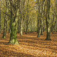 Buy canvas prints of Autumn Beech Woods Forest Farm Cardiff by Nick Jenkins