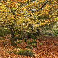 Buy canvas prints of Autumn Woodland Burrator Reservoir Dartmoor by Nick Jenkins