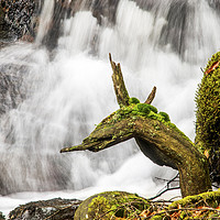 Buy canvas prints of The Welsh Dragon Claerwen Valley Mid Wales by Nick Jenkins