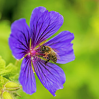Buy canvas prints of Bee in Meadow Cranesbill Flower close up by Nick Jenkins
