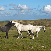 Buy canvas prints of Ponies on Dartmoor at Combestone Tor by Nick Jenkins