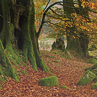 Buy canvas prints of Beech Trees at Burrator Reservoir Dartmoor by Nick Jenkins