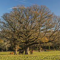 Buy canvas prints of Trees and Horses Brecon Beacons by Nick Jenkins