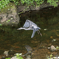 Buy canvas prints of Grey Heron over Clapham Beck Clapham Yorkshire  by Nick Jenkins