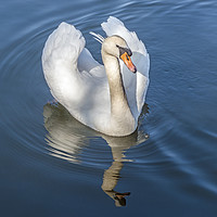 Buy canvas prints of Mute Swan and reflection on a Lake by Nick Jenkins
