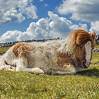 Buy canvas prints of Pony under Sharpitor Tor on Dartmoor Devon  by Nick Jenkins