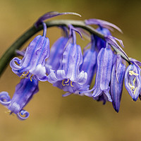 Buy canvas prints of Bluebell Flowers Close Up in a woodland by Nick Jenkins