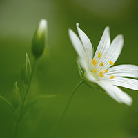 Buy canvas prints of Greater Stitchwort Flower Close Up by Nick Jenkins