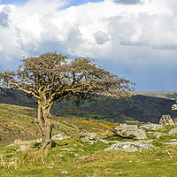 Buy canvas prints of Hawthorn Tree at Combestone Tor on Dartmoor by Nick Jenkins