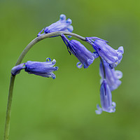 Buy canvas prints of Bluebell Flower Close Up by Nick Jenkins