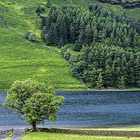 Buy canvas prints of The Lonely Tree at Buttermere in the Lake District by Nick Jenkins