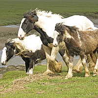 Buy canvas prints of Three Heavy Horses by Nick Jenkins