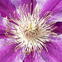 Buy canvas prints of Purple Pink Clematis Flower Close Up by Nick Jenkins