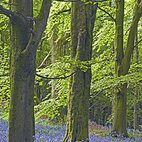 Buy canvas prints of Three Trees in the Bluebell Woods by Nick Jenkins