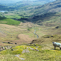 Buy canvas prints of Looking towards Little Langdale from Wrynose Pass  by Nick Jenkins
