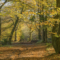 Buy canvas prints of The Wentwood Forest Autumn in Monmouthshire Wales by Nick Jenkins