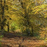 Buy canvas prints of Wentwood Forest on sunny autumn day Monmouthshire by Nick Jenkins