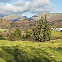 Buy canvas prints of Across Langdale to the Fairfield Horseshoe by Nick Jenkins