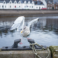 Buy canvas prints of Seagull Missing Its Footing by Nick Jenkins