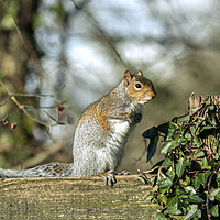 Buy canvas prints of Grey Squirrel on fence by Nick Jenkins