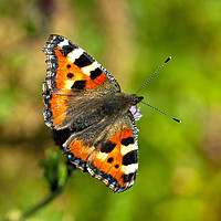 Buy canvas prints of Small Tortoiseshell Butterfly Close Up by Nick Jenkins