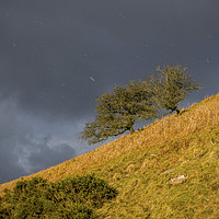 Buy canvas prints of Hawthorn Trees and Falling Snow Brecon Beacons by Nick Jenkins