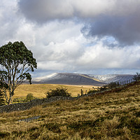 Buy canvas prints of Eucalyptus Tree Central Brecon Beacons South Wales by Nick Jenkins