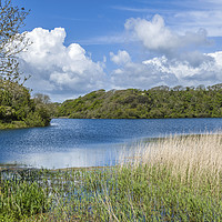 Buy canvas prints of Bosherston Lily Ponds Pembrokeshire in Spring by Nick Jenkins