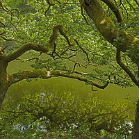 Buy canvas prints of Oak Tree in South Wales in late Spring by Nick Jenkins