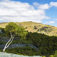 Buy canvas prints of Silver Birch Tree at Hodge Close Lake District by Nick Jenkins