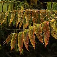 Buy canvas prints of Stags Horn Sumac Autumn Leaves by Nick Jenkins