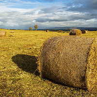 Buy canvas prints of Bracken Bales in the Brecon Beacons by Nick Jenkins