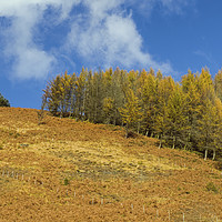 Buy canvas prints of Autumn in the Rhondda by Nick Jenkins