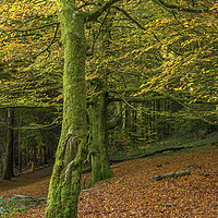 Buy canvas prints of Beech Trees in Woodland in Autumn by Nick Jenkins