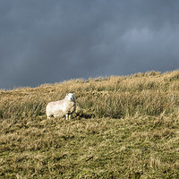 Buy canvas prints of Solitary Sheep on Black Mountain hillside by Nick Jenkins