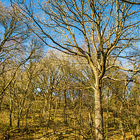 Buy canvas prints of Winter Woodland Vale of Neath in South Wales by Nick Jenkins