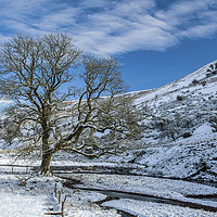 Buy canvas prints of The Oak Tree at Cwm Crew Brecon Beacons by Nick Jenkins