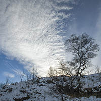 Buy canvas prints of Winter Tree Brecon Beacons by Nick Jenkins