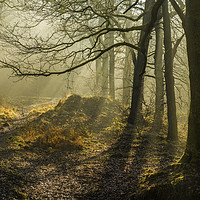 Buy canvas prints of Light and Shadow in the Forest of Dean in February by Nick Jenkins