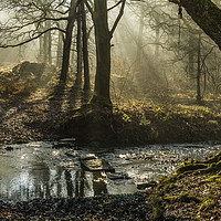 Buy canvas prints of Light and Shadow Forest of Dean 6  by Nick Jenkins