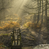 Buy canvas prints of Light and Shadow Forest of Dean Gloucestershire by Nick Jenkins