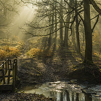Buy canvas prints of Forest of Dean Light and Shadow 2  by Nick Jenkins