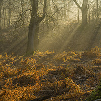 Buy canvas prints of Light and Shade in the Forest of Dean February by Nick Jenkins