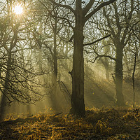 Buy canvas prints of Light and Shadow Forest of Dean Gloucestershire by Nick Jenkins