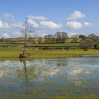 Buy canvas prints of Brechfa Pool near Brecon in Powys in Spring.  by Nick Jenkins