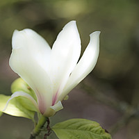 Buy canvas prints of The Single White Magnolia Flower in Spring by Nick Jenkins