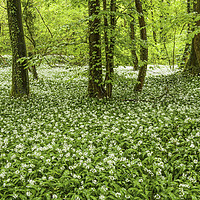 Buy canvas prints of Ramsons in Fforest Ganol Woods Cardiff in Spring by Nick Jenkins