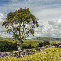 Buy canvas prints of A Eucalyptus Tree in the Brecon Beacons Wales by Nick Jenkins