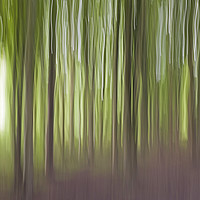 Buy canvas prints of The Wentwood Forest in Monmouthshire by Nick Jenkins