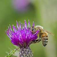 Buy canvas prints of Honey Bee on pink and purple thistle flower summer by Nick Jenkins